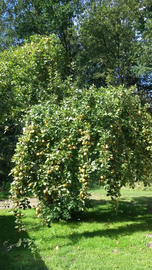 Wohnung Am Wald Witzeeze Zewnętrze zdjęcie